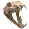 velvetchamber: (Skull)
