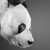 d_white1967: (Default)