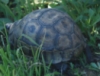 melodyssister: (tortoise)