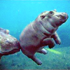 talitha78: (jillicons hippo baby)
