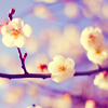 couscouschanel: Tree blossom (blossom, standard)