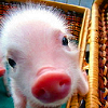 talitha78: (jillicons piggy closeup)