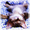 liadt: Kitten lying upside down relaxing (Upside down kitten)