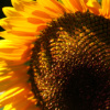 sweetmeow: (Sunflower - Ukraine)