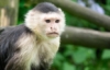 purplecapuchinmonkey: capuchin (Default)