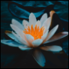 tgcf_kinkmeme: ID: a lotus flower on a dark background (lotus)