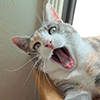 torachan: (chloe yawn)