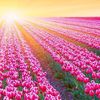 kaishin108: Tulip field rabbbit_stew (Flowers Tulip field rabbbit_stew)