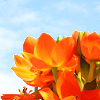bossymarmalade: orange flowers blue sky (orange is the noo bloo)