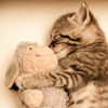 the_milky_way: (cat (and sheep))