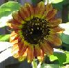 invaderjim: orange and yellow sunflower (Default)