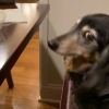 aseanchai: A dachshund sitting at a table gives the viewer the side-eye, (Default)