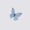 minmangomin: (butterfly)
