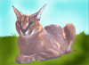 caracal: caracal (Default)