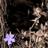 wispywillow: (flower mine periwinkle sepia)