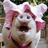 severina: (animals: esther)