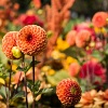 severina: (relax: orange flowers)