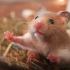severina: (animals: hamster stop)