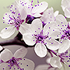reeby10: white flowers with purple centers (flowers)