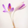 noonlight: (crocus)