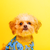 tinyumbrella: (stock - puppy yellow)
