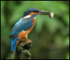 jamethiel: A kingfisher with a fish in its beak perches on a bare branch (KingfisherFish)