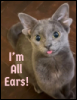 roina_arwen: Grey cat with extra ears, tongue partly sticking out (I’m All Ears!)