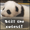 fourthage: Baby panda in small plastic container.  Text: Still the cutest! (Baby!panda)