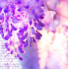 mochimomoko: (pic#wisteria)