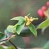 factorialrabbits: a photograph of a small yellow flower. the background is out of focus leaves from the same bush. (Default)