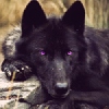 badsunrising: (no regret cuz i've got nothing to lose)