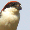 creatingalegacy: (flood - shrike - watching)