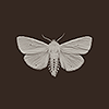 bluedreaming: white moth on dark background (peasina - white moth)