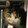 vegetablearian: ([cat] molly bookshelf)
