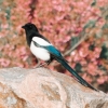 magpiejinx: (magpie)