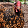 tielan: a gold-laced black wyandotte: goongbao chicken (garden03)