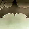 whowillmourn: (drama; bat silhouette)