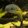 maculatus: (Default)