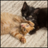 mylandmyrules: (kittens playing)