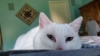 eau_di_nil: close up photo of a cat's face. The cat is white with grey eyes and pink ears and nose. turquoise wall in thr background. (Cat, Kiki)