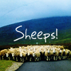 loosepages: sheeps! (sheeps!)