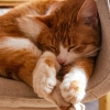 catus: (pic#16000462)