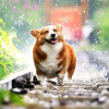 rainies: (danii)