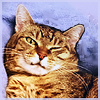 sunshine304: (Amy)