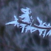 jesse_the_k: bare branch enclosed in spiky ice (ice storm)
