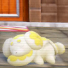 mikogalatea: Fidough from Pokémon, sleeping just outside a bakery. ([Pokémon] Fidough)