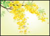 chratholiancassia: cassia flower (Default)
