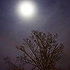 mxcatmoon: Moon tree (Moon tree)