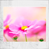 flamingchemist: a pink flower (flower)