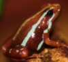 phantasmalpoison: Phantasmal poison-arrow frog (frog, photo)